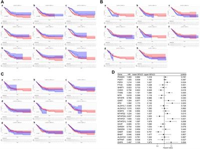 Comprehensive analyses of one-carbon metabolism related genes and their association with prognosis, tumor microenvironment, chemotherapy resistance and immunotherapy in lung adenocarcinoma